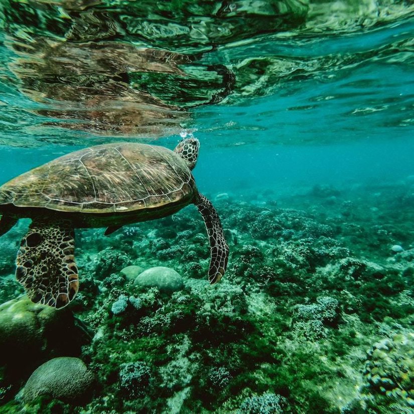 Sea turtle, Perhentian Islands