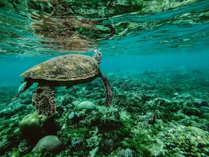 Sea turtle, Perhentian Islands